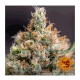 Barney's Farm - Critical Kush (Feminizált) kannabis mag