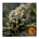 Barney's Farm - Critical Kush (Feminizált) kannabis mag