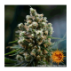 Barney's Farm - Critical Kush (Feminizált) kannabis mag