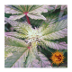 Barney's Farm - Critical Kush (Regular) kannabis mag