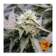 Barney's Farm - Critical Kush (Regular) kannabis mag