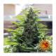 Barney's Farm - Critical Kush (Regular) kannabis mag