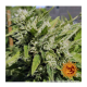 Barney's Farm - Critical Kush (Regular) kannabis mag