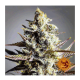 Barney's Farm - Critical Kush (Regular) kannabis mag