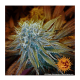 Barney's Farm - G13 Haze (Feminizált) kannabis mag