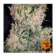 Barney's Farm - G13 Haze (Regular) kannabis mag