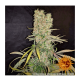 Barney's Farm - G13 Haze (Regular) kannabis mag