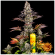 Barney's Farm - Gelato #45 (Feminized) cannabis seeds