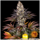 Barney's Farm - Gelato #45 (Feminized) cannabis seeds