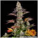 Barney's Farm - Gelato #45 (Feminized) cannabis seeds