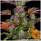 Barney's Farm - Gelato #45 (Feminized) cannabis seeds