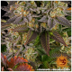 Barney's Farm - Gelato #45 (Feminized) cannabis seeds