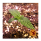 Barney's Farm - Glue Gelato (Autoflowering) kannabis mag