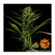Barney's Farm - Glue Gelato (Autoflowering) kannabis mag