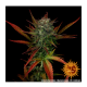 Barney's Farm - Glue Gelato (Autoflowering) kannabis mag
