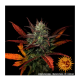 Barney's Farm - Glue Gelato (Autoflowering) kannabis mag