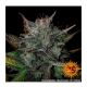 Barney's Farm - Glue Gelato (Autoflowering) kannabis mag