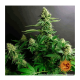 Barney's Farm - Gorilla Zkittlez (Feminizált) kannabis mag