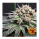 Barney's Farm - Liberty Haze (Feminizált) kannabis mag