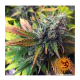 Barney's Farm - Liberty Haze (Feminizált) kannabis mag