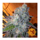 Barney's Farm - Liberty Haze (Feminizált) kannabis mag