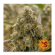 Barney's Farm - Liberty Haze (Feminizált) kannabis mag