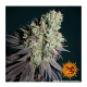 Barney's Farm - Liberty Haze (Feminizált) kannabis mag