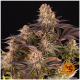 Barney's Farm - Mimosa X Orange Punch (Feminizált) kannabis mag