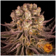 Barney's Farm - Mimosa X Orange Punch (Feminizált) kannabis mag