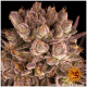 Barney's Farm - Mimosa X Orange Punch (Feminizált) kannabis mag
