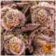 Barney's Farm - Mimosa X Orange Punch (Feminizált) kannabis mag