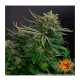 Barney's Farm - Orange Sherbert (Feminizált) kannabis mag