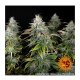Barney's Farm - Orange Sherbert (Feminizált) kannabis mag