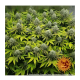 Barney's Farm - Pineapple Chunk (Feminizált) kannabis mag