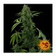 Barney's Farm - Pineapple Express (Autoflowering) kannabis mag
