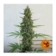 Barney's Farm - Pineapple Express (Autoflowering) kannabis mag