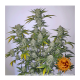 Barney's Farm - Pineapple Express (Autoflowering) kannabis mag