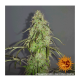Barney's Farm - Pineapple Express (Autoflowering) kannabis mag