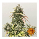 Barney's Farm - Pineapple Express (Autoflowering) kannabis mag