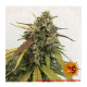 Barney's Farm - Pineapple Express (Autoflowering) kannabis mag