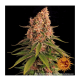 Barney's Farm - Pink Kush (Feminizált) kannabis mag