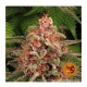 Barney's Farm - Pink Kush (Feminizált) kannabis mag