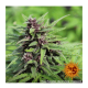 Barney's Farm - Purple Punch (Autoflowering) kannabis mag