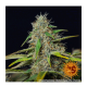 Barney's Farm - Purple Punch (Autoflowering) kannabis mag