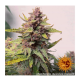Barney's Farm - Purple Punch (Autoflowering) kannabis mag