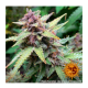 Barney's Farm - Purple Punch (Autoflowering) kannabis mag