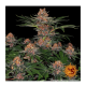 Barney's Farm - Purple Punch (Feminizált) kannabis mag