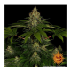 Barney's Farm - Shiskaberry (Feminizált) kannabis mag