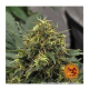 Barney's Farm - Shiskaberry (Feminizált) kannabis mag