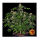 Barney's Farm - Shiskaberry (Feminizált) kannabis mag